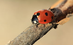 macro photography of ladybug perched on tree branch